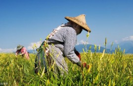 在农村承包10亩地种植什么前景好，种植什么能年收入10几万？