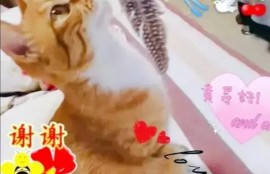 养宠物的话，你们会养什么宠物，什么宠物好养，有什么建议？