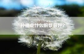 种植业什么前景最好？