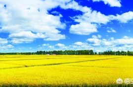 承担三农贷款的银行有哪几个？利率分别是多少？贷款条件是什么？