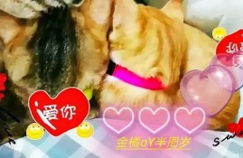 养宠物的话，你们会养什么宠物，什么宠物好养，有什么建议？