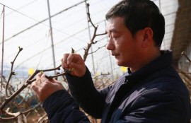 网商银行百万免息贷款助力大荔冬枣高质量发展
