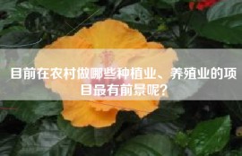 目前在农村做哪些种植业、养殖业的项目最有前景呢？