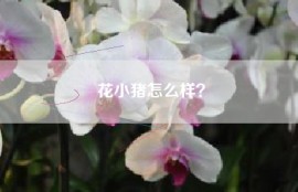 花小猪怎么样？