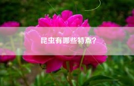 昆虫有哪些特点？