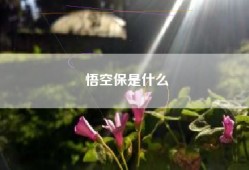 悟空保是什么