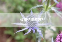 蟑螂怕洋葱吗？