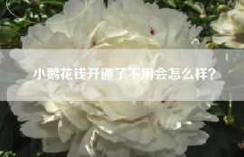 小鹅花钱开通了不用会怎么样？