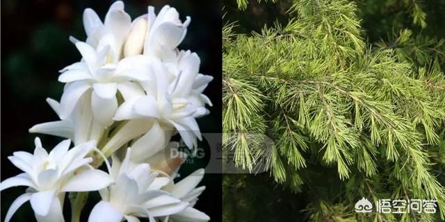 30岁的女人适合喷什么牌子香水，味道好闻，香味持久，求推荐？