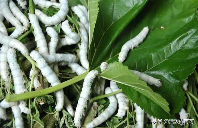 今年种植业方面比较有前景的有哪些？