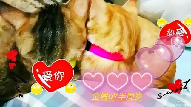 养宠物的话，你们会养什么宠物，什么宠物好养，有什么建议？