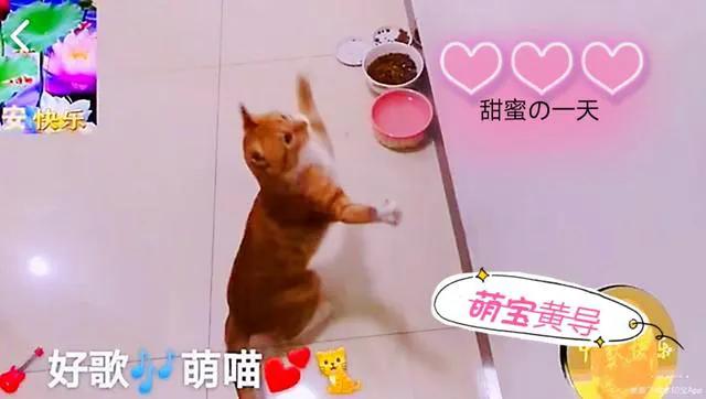 养宠物的话，你们会养什么宠物，什么宠物好养，有什么建议？