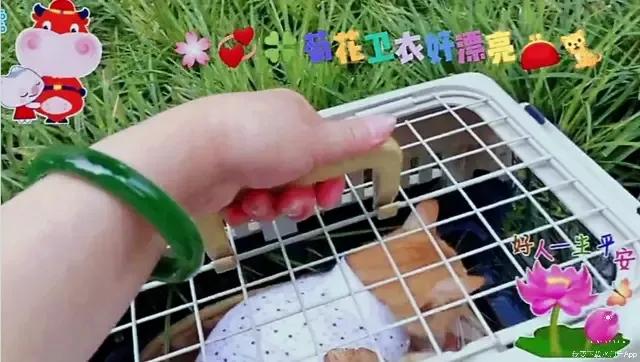 养宠物的话，你们会养什么宠物，什么宠物好养，有什么建议？