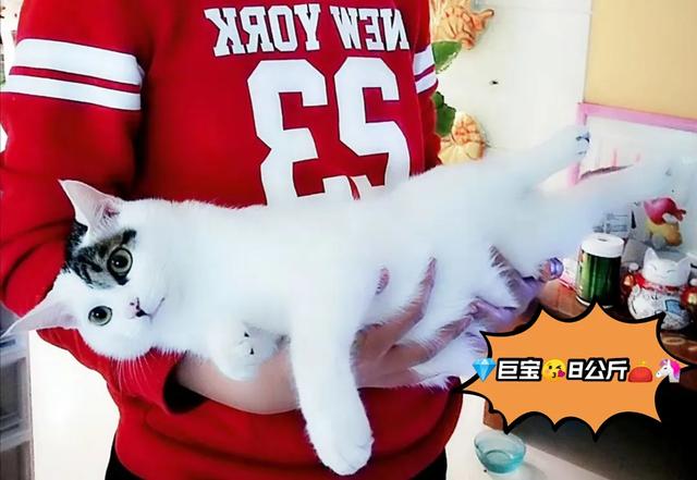 养宠物的话，你们会养什么宠物，什么宠物好养，有什么建议？