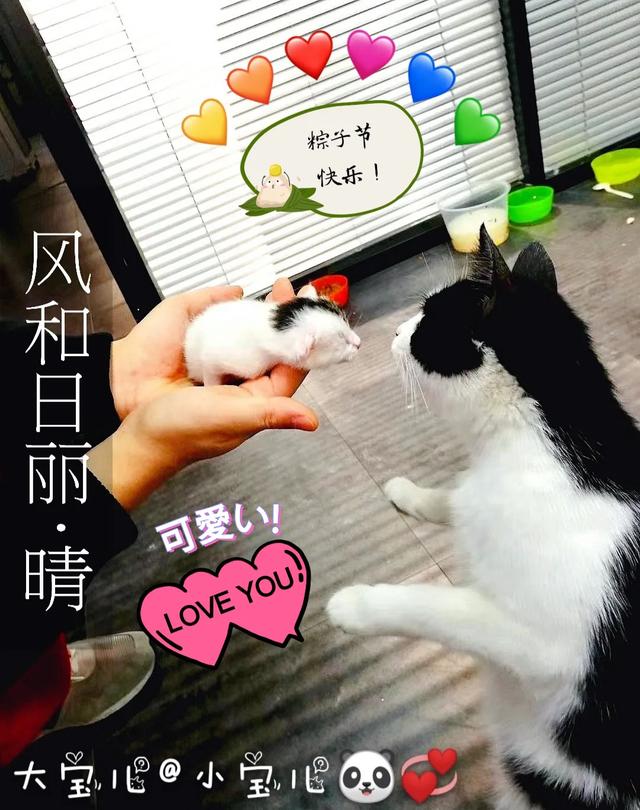 养宠物的话，你们会养什么宠物，什么宠物好养，有什么建议？