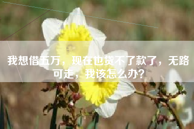 我想借五万，现在也贷不了款了，无路可走，我该怎么办？