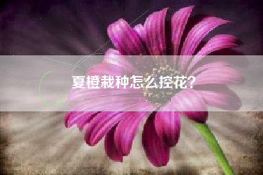 夏橙栽种怎么控花？