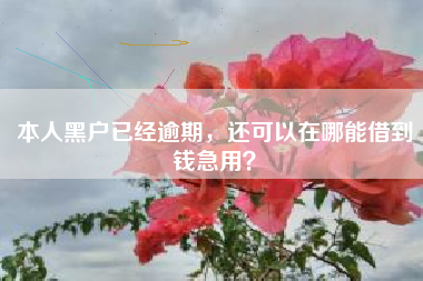 本人黑户已经逾期，还可以在哪能借到钱急用？