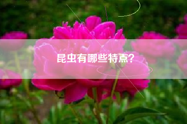 昆虫有哪些特点？