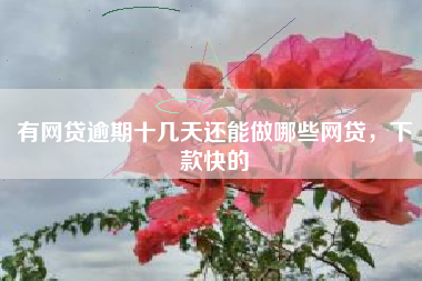 有网贷逾期十几天还能做哪些网贷，下款快的