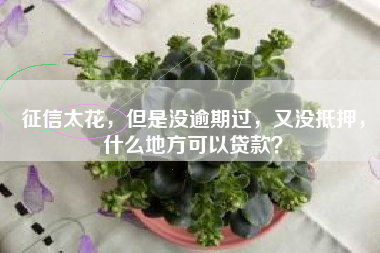 征信太花，但是没逾期过，又没抵押，什么地方可以贷款？