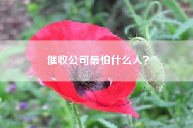 催收公司最怕什么人？
