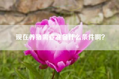 现在养猪需要准备什么条件啊？