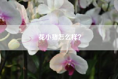 花小猪怎么样？