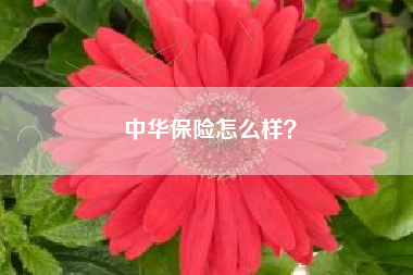 中华保险怎么样？