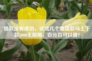 借款没有成功，试试几个黑贷款马上下款3000无前期，百分百可以借！