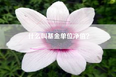 什么叫基金单位净值？